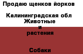 Продаю щенков йорков - Калининградская обл. Животные и растения » Собаки   
